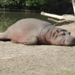 hippopotamus lying on surface near body of water