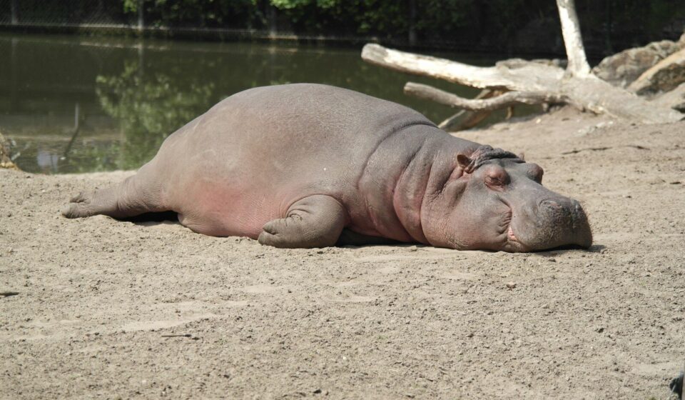 hippopotamus lying on surface near body of water