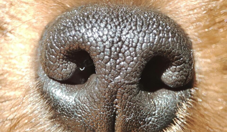 A detailed close-up of a dog's nose showing distinctive texture and fur.