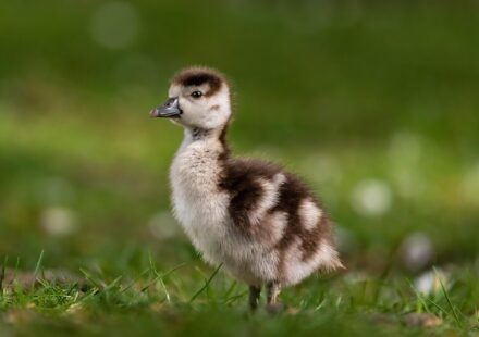 gosling, goose, egyptian goose, bird, meadow, hatchling, grass, baby, young, avian, wildlife, wildbird, nature, gosling, gosling, goose, goose, goose, goose, goose, bird, baby, baby