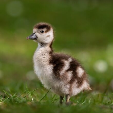 gosling, goose, egyptian goose, bird, meadow, hatchling, grass, baby, young, avian, wildlife, wildbird, nature, gosling, gosling, goose, goose, goose, goose, goose, bird, baby, baby