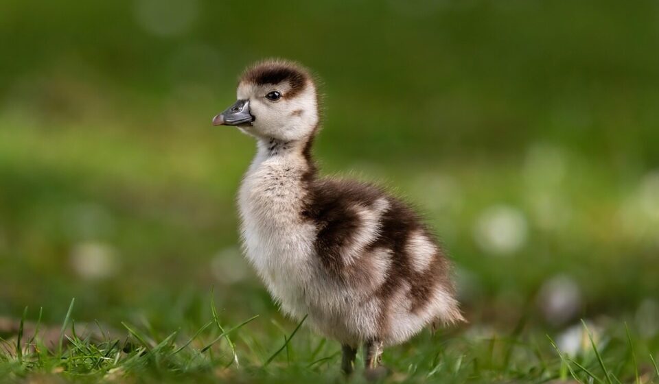 gosling, goose, egyptian goose, bird, meadow, hatchling, grass, baby, young, avian, wildlife, wildbird, nature, gosling, gosling, goose, goose, goose, goose, goose, bird, baby, baby